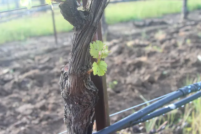 Bud break occurring on a grapevine sucker in Spring 2022