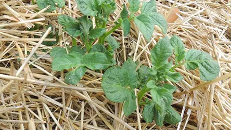potato leaves_cropped