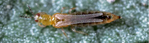 Western flower thrips-Photo Jack Kelly Clark