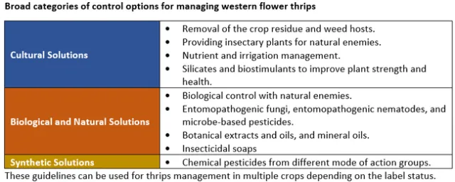 WFT IPM-Categories of solutions