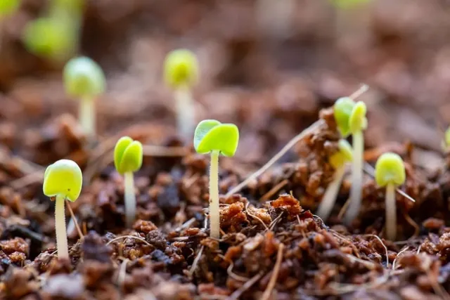 Seedlings-pxfuel
