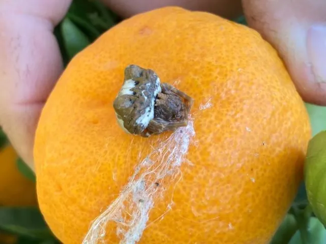 bolas spider citrus