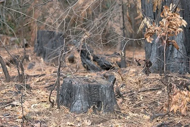 No obstante que la quema prescrita fue prohibida algún tiempo en Blodgett, ahora es una de las herramientas principales que los investigadores usan para reducir el riesgo de incendios forestales y mantener la biodiversidad del bosque.