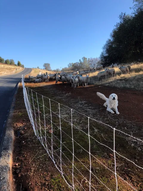Dillon, our youngest LGD, is perfectly reliable with dry ewes. But not with lambing ewes, unfortunately.