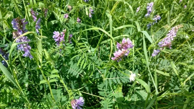 VetchRyeMixture