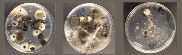 endophytes