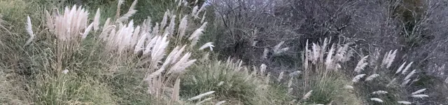 pampass grass