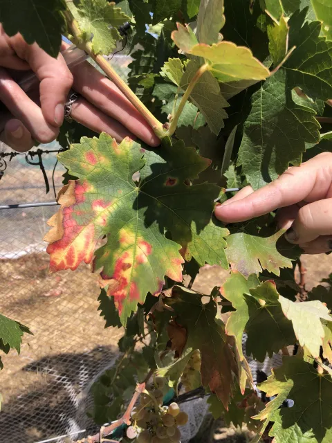 Grapes_field2 (1)