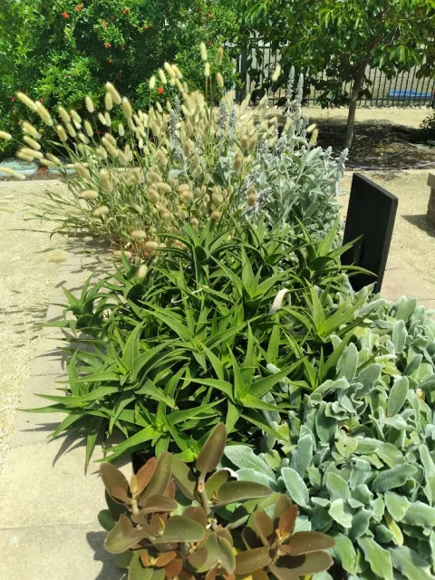garden chino basin