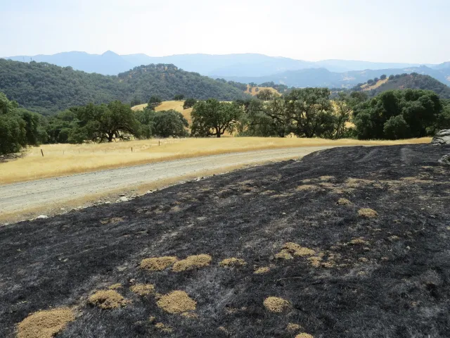 Disturbances_field2