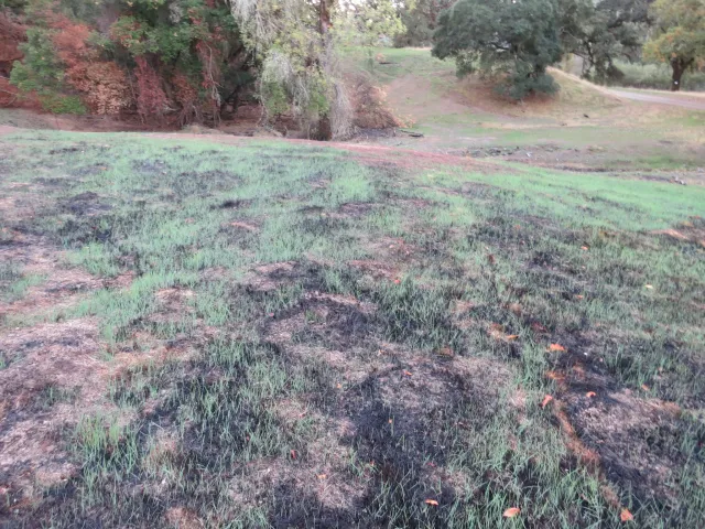 Disturbances_field