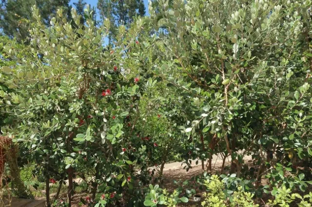 Feijoas make an effective screen or hedge, Joe Connell