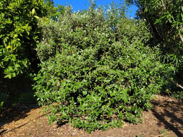 Feijoas as a screen, J. Alosi