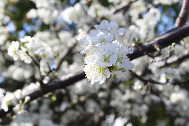 flowers blooming