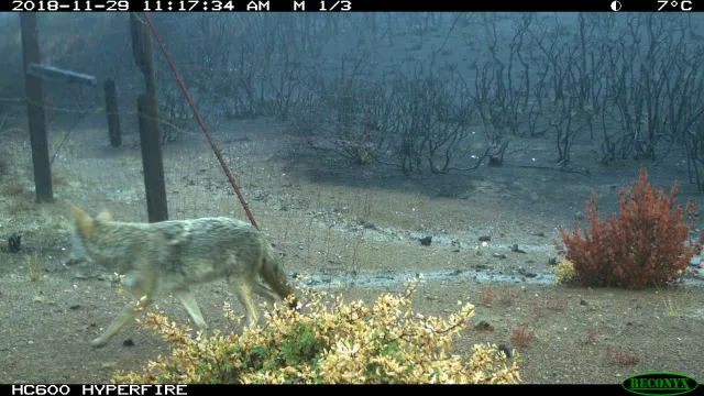 coyote_fire