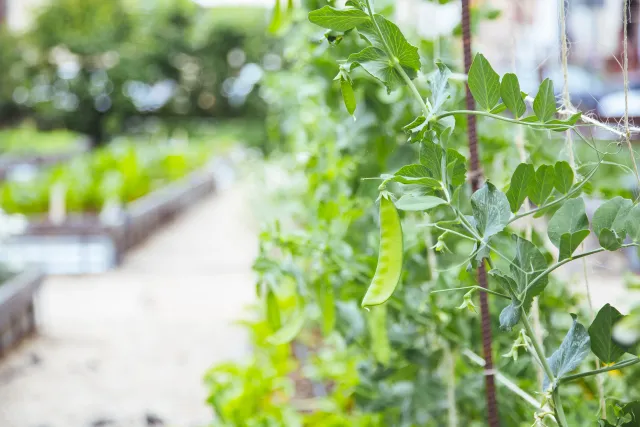 Do not grow horizontally what you can grow vertically to save space! @UC Regents