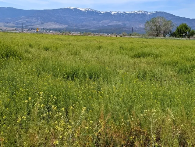 Pasture-Filx tumbel
