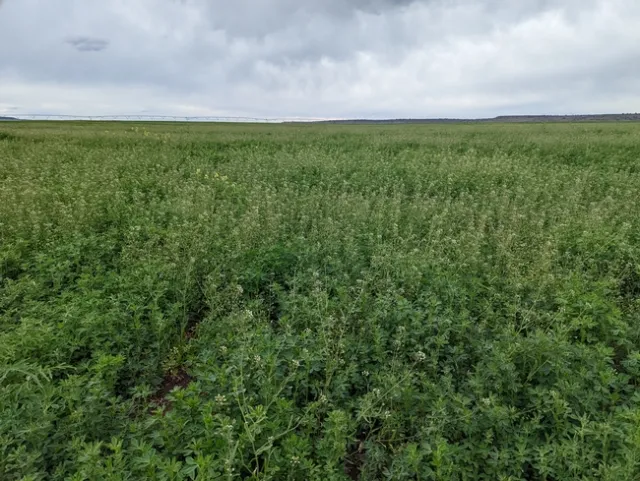 Shepardspurse