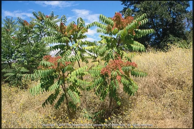 Tree of Heaven