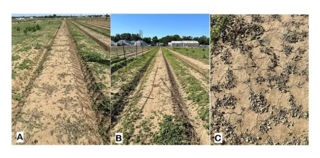 Figure 4. Prostrate pigweed and field bindweed: (A) 1 DAT, (B) 7 DAT, and (C) 7 DAT.