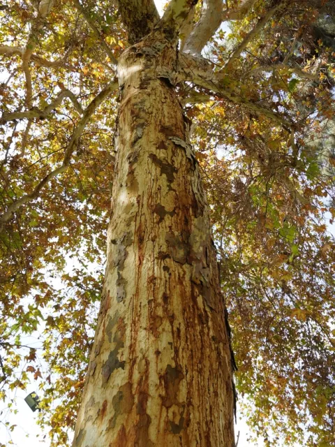 Heavily infested sycamore tree