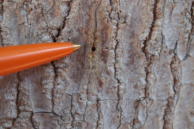 A shothole borer entry hole on an avocado branch