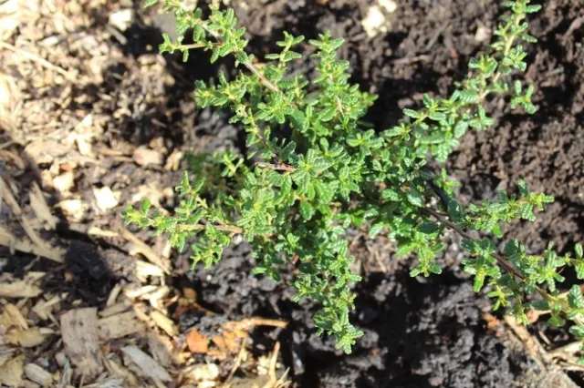 Dark Star Ceanothus