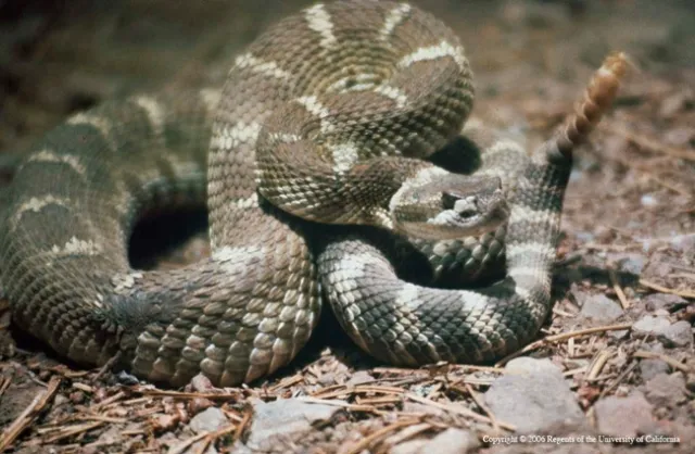 Western diamondback rattlesnake, Rex E. Marsh, UC ANR