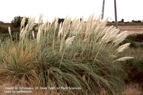 Pampasgrass infestation in a coastal area.