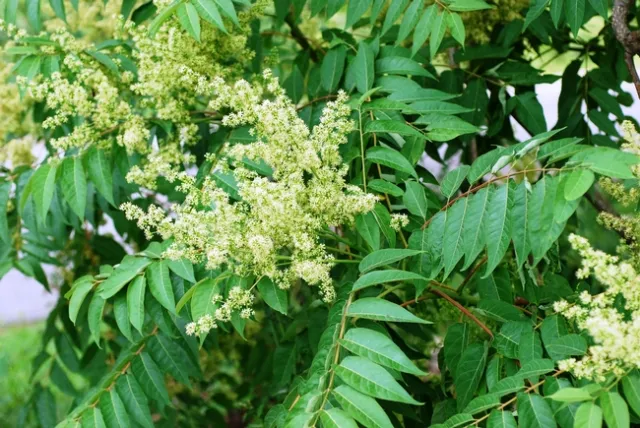 Tree of Heaven