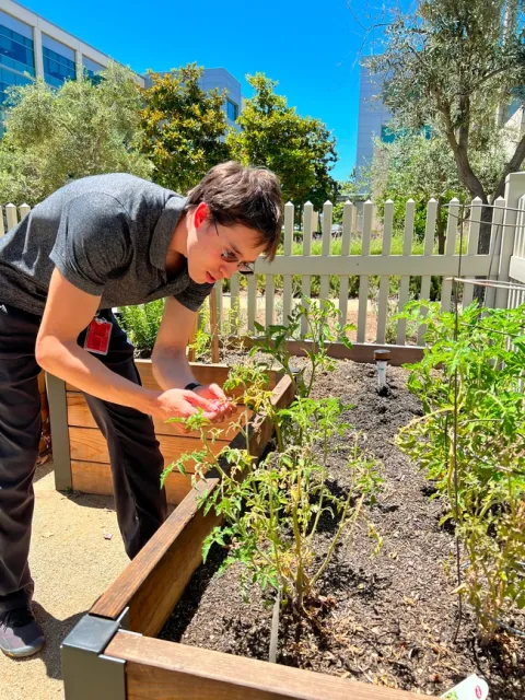Young man stands in garden, hovering over a plant to assess its leaves.