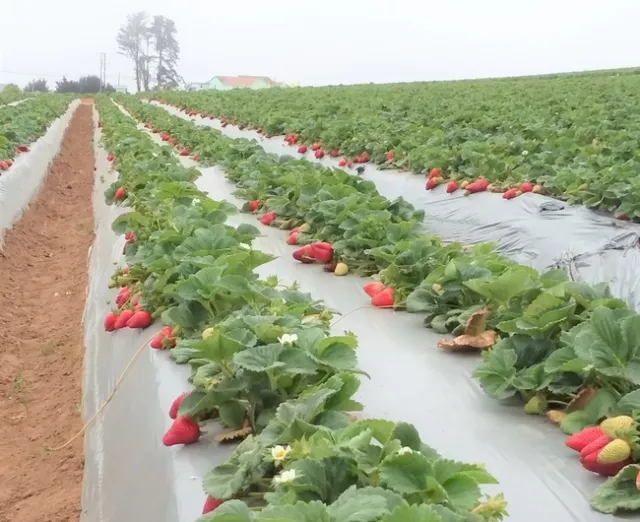 Campo de fresas orgánica. Foto cortesía de Joji Muramoto