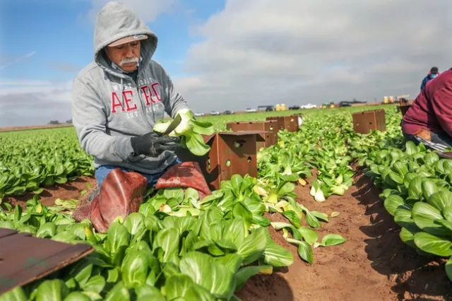 Farmworkers