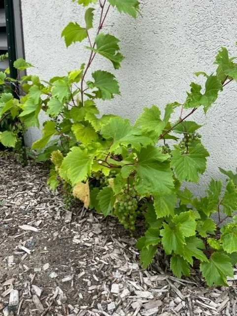 grapes