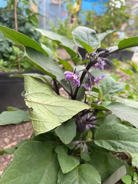 aubergine eggplant
