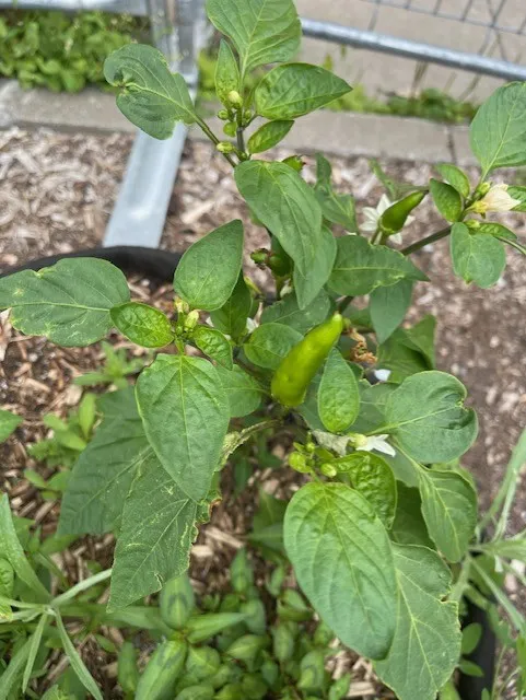 chili pepper