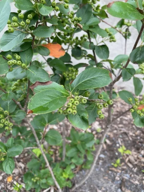 chokecherry