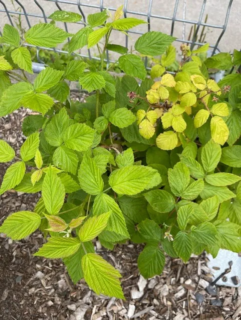 raspberry