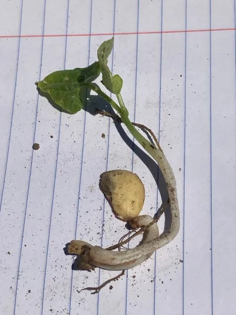 bean 3
