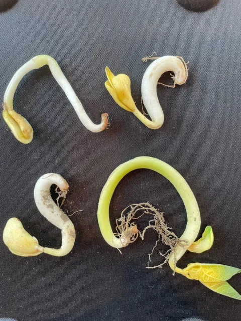 beans5