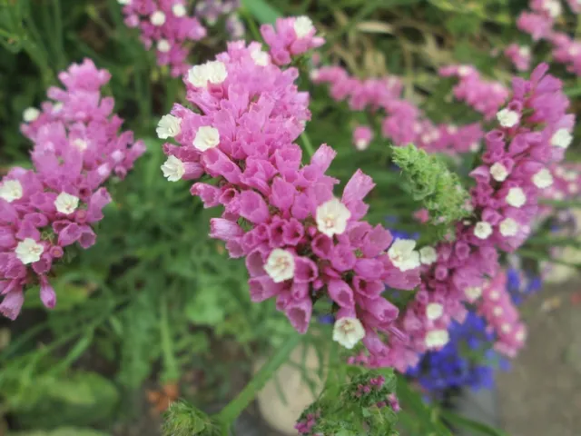 Pink blossoms of statice flowers.