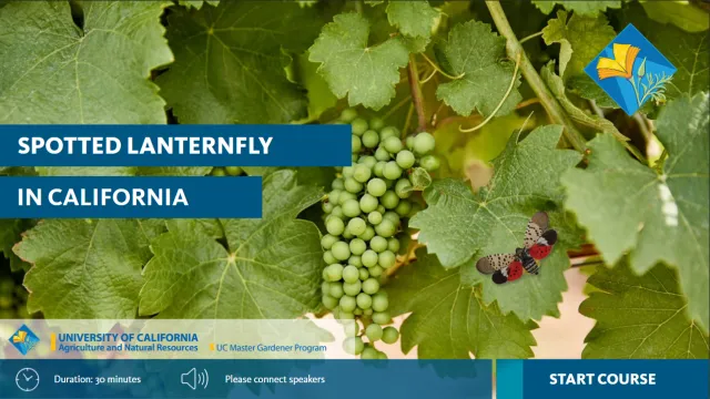 eLearning course Spotted Lanternfly in California