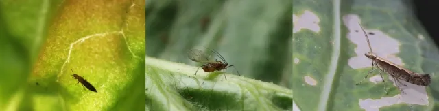 SV Pest Monitoring Program website picture