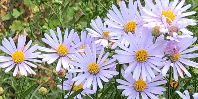 Point Saint George Aster (Aster chilensis)