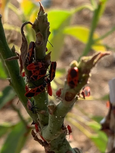 red bug avocado