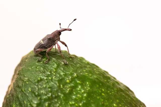 Close-up of an avocado weevil