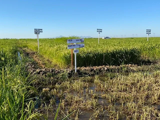 Researchers from the UC Davis Department of Plant Sciences worked with colleagues at the Rice Experiment Station in Biggs, Calif., to test new herbicides that would allow growers to use less chemicals to control weeds. Their results were presented during Rice Field Day, Aug. 31; the herbicide TVE29 was found most effective, when applied correctly, said Kassim Al-Khatib, professor of weed science.