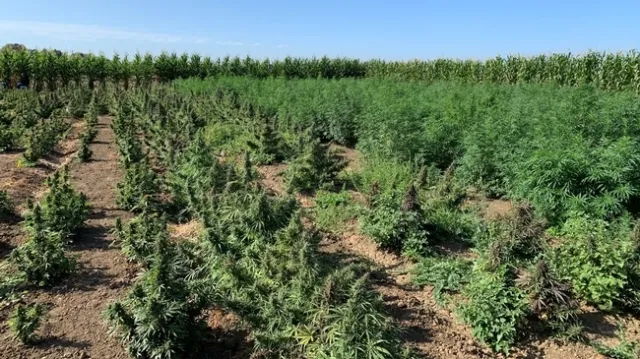 Field of hemp plants