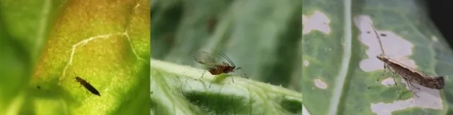 SV pest pic 1