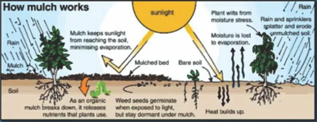 mulch